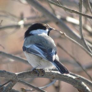 #bird-column, #boothbay register, #jeff and allison wells, #birds, #maine, #black-capped chickadee