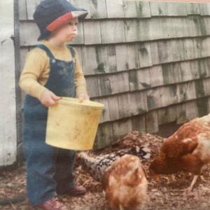 Chickens