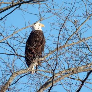 #bird-column, #Jeff and Allison Wells, #boothbay Register, #maine, #birds, #bald eagle