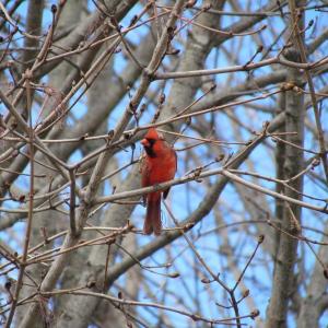 #bird-column, #boothbay register, #jeff and allison wells, #birds, #maine, #northern cardinal