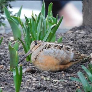 #bird-column, #woodcock, #boothbay register, #Jeff and Allison Wells, #birds, #Maine