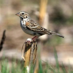 #bird-column, #Clarry Hill, #Midcoast Conservancy, #birds, #maine, #jeff and allison wells