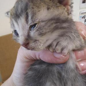Sherman was rescued from a brush fire but not before suffering from burns, singed fur/whiskers, and smoke inhalation. (Photo courtesy Pope Memorial Humane Society)