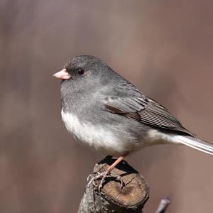 #bird-column, #Jeff and Allison Wells, #Boothbay Register, #birds, #maine, #junco