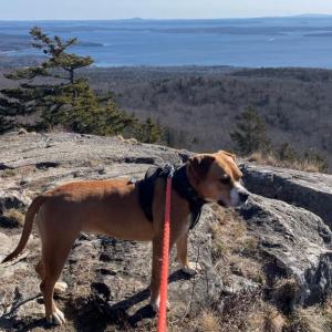 Belladonna Anise O’Brien atop Bald Rock. (Photo by Ed O’Brien)