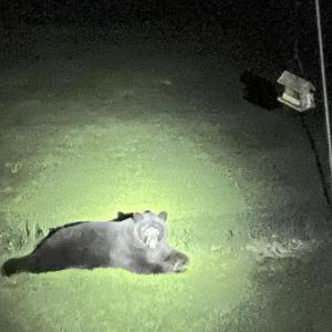 A bear on Slab City Road. (Photo by Barbara Forrest, lighting by Bill Forrest)