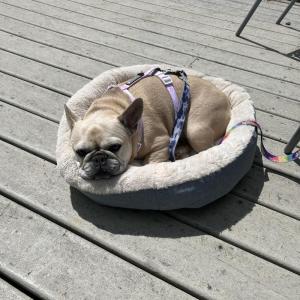 dog friendly, dog beds, cocktails, outside deck