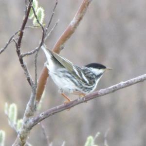Blackpoll warblers are one of the last migrants to appear each spring as they travel all the way from South American wintering grounds. The males are distinctive when you see them, with their black cap and yellow legs, but often the only giveaway to their presence is their squeaky brake song. Courtesy of Jeff Wells. #bird-column, #boothbayregister, #JeffandAllisonWells, #birds, #maine, #blackpollwarbler