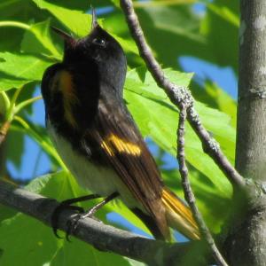 #bird-column, #birds, #Jeff and Allison Wells, #boothbay register, #maine, #American redstart