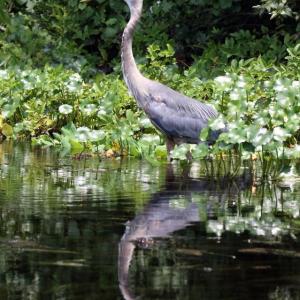 #bird-column, #Jeff and Allison Wells, #heat wave, #boothbay register, #maine, #great blue heron