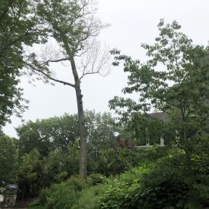 The vegetation between 1 and 3 Metcalf Road, in Camden, July 10, has filled in with foliage, save for one visibly dead tree. (Photo by Lynda Clancy)
