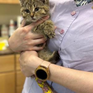Lise received much-needed care because of this fund/match. (Photo courtesy Pope Memorial Humane Society)