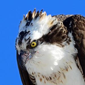 #bird-column, #Jeff and Allison Wells, #birds, #boothbay register, #osprey