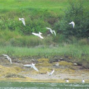 #bird-column, #Jeff and Allison Wells, #boothbay register, #birds, #maine, #pemaquid, #blueberries, #common terns