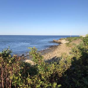 #bird-column, #boothbay register, #Jeff and Allison Wells, #birds, #maine, #Ogunquit