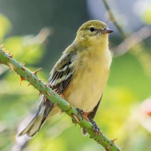 #bird-column, #hurricane-lee, #jeff and allison wells, #maine, #birds, #lobsterman, #boothbay register, bay-breasted warbler
