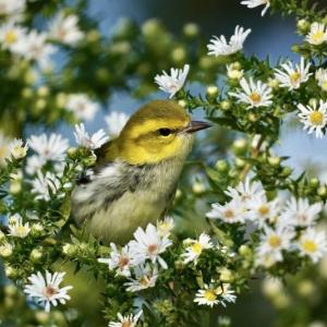 #bird-column, #hurricane-lee, #jeff and allison wells, #maine, #birds, #lobsterman, #boothbay register, black-throated green warbler