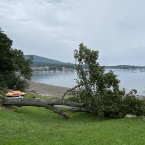 The fallen oak at Laite Beach. (Photo courtesy Karin Lockwood)