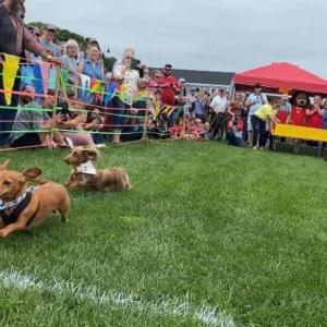 Doxie Derby