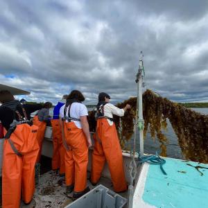 Students harvesting kelp. (Photo courtesy Belfast Bay Watershed Coalition)