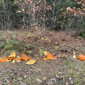 “Jack’s Demise” A roadside art installation by Jack O’Brien (who was told to huck them into THE WOODS) (Photo by Ed O’Brien)
