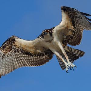 #bird-column, #birds of aruba bonaire and curacao, #Jeff and Allison Wells, #birds, #maine, #boothbay register, #osprey