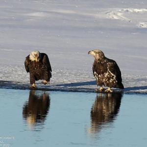 #bird-column, #Jeff and Allison Wells, #boothbay register, #birds, #maine, #Kennebec, #bald eagle 