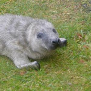 On Jan. 10, a seal pup was riding out the storm at a home in Rockport Village. The next day, he would be transported to Brunswick, to be rehabilitated under the care of Marine Mammals of Maine, before being released back to the sea. (Photo by Lynda Clancy)