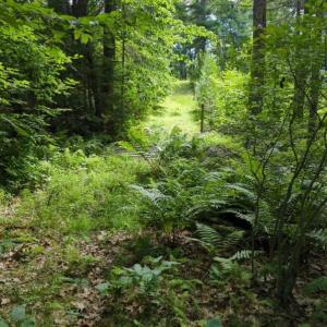 This trail on the O’Bryan’s property, part of a local snowmobile trail network, is now permanently protected. (Photo courtesy Coastal Rivers)