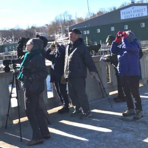 It's an eagle! (Photo courtesy Belfast Bay Watershed Coalition)