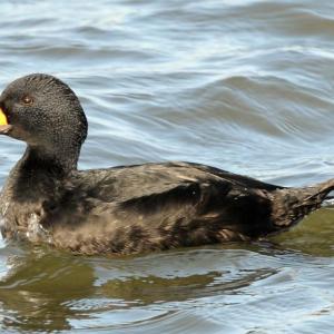 #bird-column, #jeff and allison wells, #birds, #boothbay register, #maine, #seal river watershed, #black scoter
