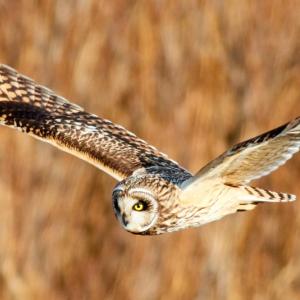 #bird-column, #boothbay register, #jeff and allison wells, #short-eared owl, #birds, #maine
