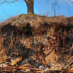 Erosion at Kidder Point in Searsport (Photo courtesy Ron Huber)