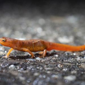 An eastern newt crosses the road at night. (Photo by Greg LeClair)