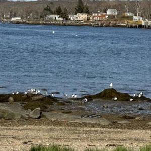 #bird-column, #boothbay register, #jeff and allison wells, #maine, #birds, #migration, #laughing gulls