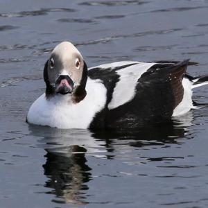 #bird-column, #boothbay register, #jeff and allison wells, #maine, #birds, #migration, #long-tailed ducks 