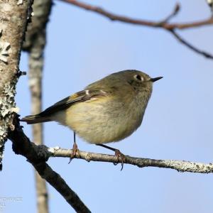 #bird-column, #boothbay register, #jeff and allison wells, #maine, #birds, #migration, #ruby-crowned kinglet