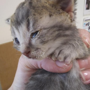 Sherman. (Photo courtesy Pope Memorial Humane Society)