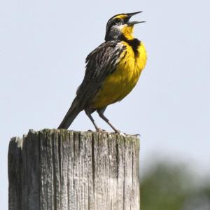 #bird-column, #boothbay register, #jeff and allison wells, #maine, #birds, #migration, #eastern meadowlark