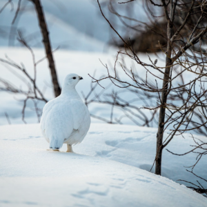 #bird-column, #boothbay register, #a bird’s tale, #jeff and allison wells, #maine, #birds, #willow ptarmigan