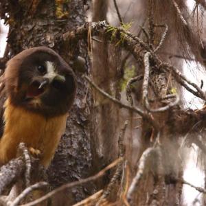 Fledgling northern saw-whet owls look quite different from their parents with chocolate faces, a striking white "t" over the bill and orangey underparts. Photo by Kameron Perensovich, CC BY-SA 2.0 <https://creativecommons.org/licenses/by-sa/2.0>, via Wikimedia Commons.
