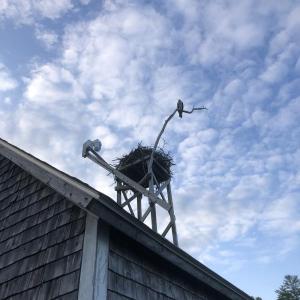 #bird-column, #boothbay register, #jeff and allison wells, #birds, #maine, #hog island, #osprey
