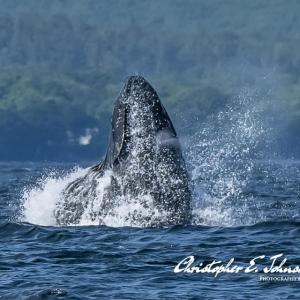 (Photo courtesy Christopher Johnson)