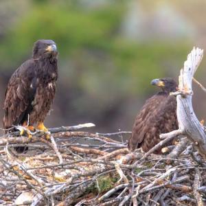 #bird-column, #boothbay register, #jeff and allison wells, #birds, #maine, #chimney swifts, #bald eagles