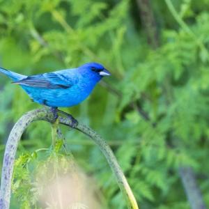 A person could be excused for thinking, at their first sighting of an indigo bunting, that it was an escaped tropical cage bird rather than the widespread nesting bird in Maine that it is. Photo by Andrew Weitzel courtesy of Wikimedia Commons #bird-column, #boothbay register, #jeff and allison wells, #maine, #birds, #indigo bunting