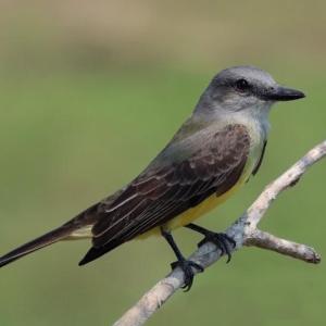 #bird-column, #tropical kingbird, #boothbay register, #jeff and allison wells, #maine, #birds