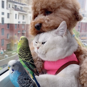 Film still from CatVideoFest 2024. (Photo provided for publication by Strand Theatre)