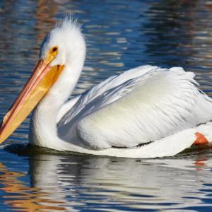 #bird-column, #bird migration, #migration, #birds, #boothbay register, #penbay pilot, #wiscasset newspaper, #jeff and allison wells, #maine, #american white pelican