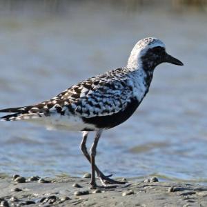 #bird-column, #birds, #jeff and allison wells, #maine, #boothbay register, #black-bellied plover, #wharton point