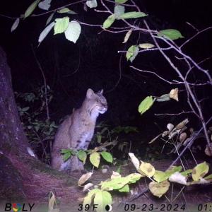 Lincolnville Bobcat 